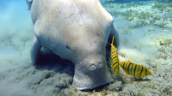Half-Day Snorkeling Experience on Abu Dabbab Beach from Marsa Alam