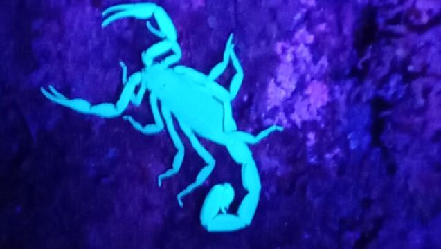 Monteverde Night Tour: Glass Frogs, lateralis, Sloths & Jungle