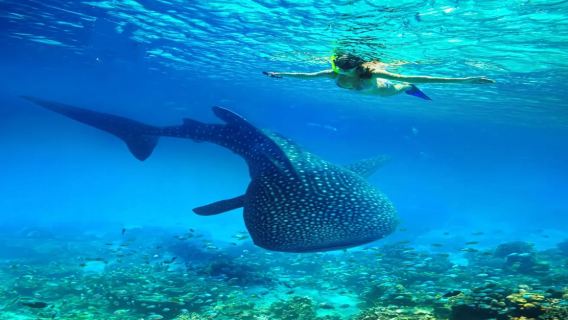 Phi Phi Islands + Maya Bay+Koh Khai: Island Hopping, Snorkeling