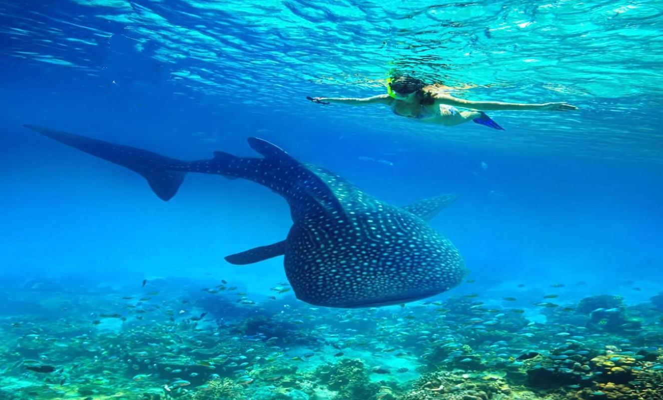 Phuket departure: Phi Phi Islands + Maya Bay + Koh Khai Nok 1-day tour|Incl. island entrance fee