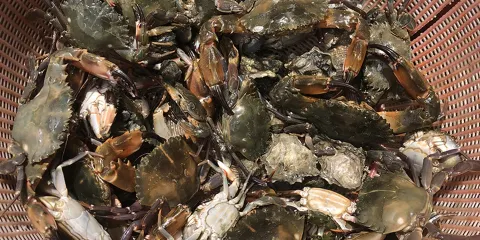 廈門小嶝島一日遊【8人團+海鮮餐+拉蟹籠+下午茶+可選帆船】