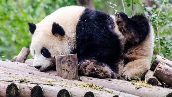 Chengdu: Panda Base Leshan Buddha Tour(or Half Day Panda Base )