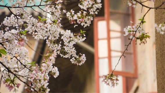 武漢湖北省博物館+黃鶴樓+東湖生態旅遊風景區景區導覽【夜遊長江|登黃鶴樓+乘東湖生態旅遊風景區遊船+看萬里長江第一橋】