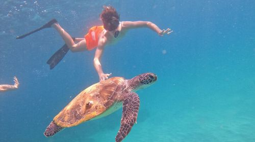 Private Snorkeling with turtles with BBQ food 4
