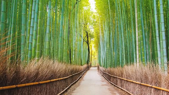 日本奈良京都嵐山＆奈良公園＆伏見稲荷大社｜貸切チャーターワンデーツアー