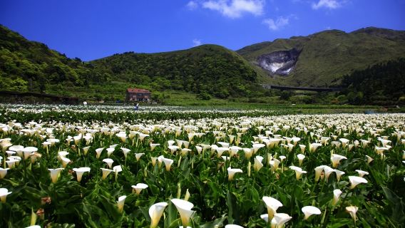 Tour di un giorno di 8 ore a Taipei con noleggio con conducente esclusivo per Taipei 101 e Yangmingshan: itinerario personalizzato | Partenza da Taipei