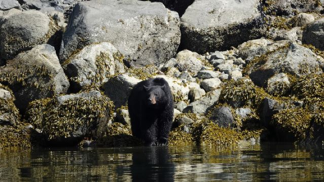 Campbell River: Tur Harian Menonton Paus dan Melihat Satwa Liar