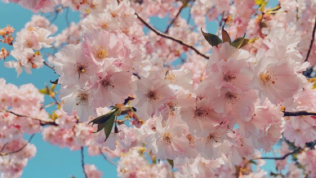 Depuis New York : Excursion d'une journée à Washington D.C. pour voir les cerisiers en fleurs