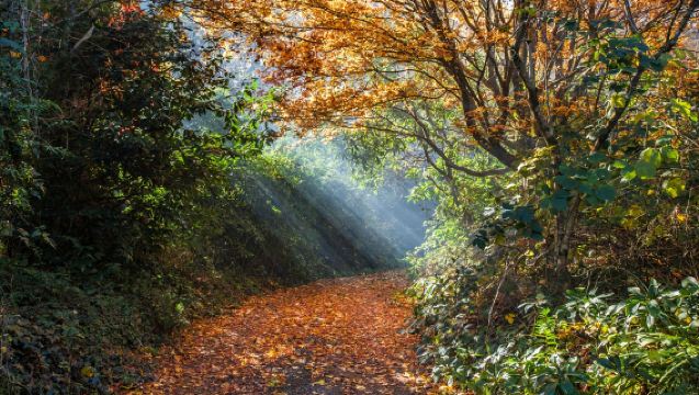 [Περιορισμένο το φθινόπωρο] Ημερήσια εκδρομή για θέαση σφενδαμιών στο Όρος Μακεδονίας της Μελβούρνης και στο Πάρκο Κρεμαστών Βράχων