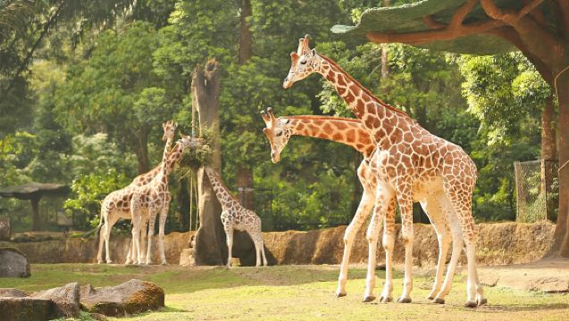 ทัวร์ส่วนตัวจาการ์ตา สวนสัตว์ซาฟารี แสดงสัตว์และน้ำตก