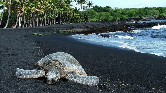 Private Island Tour in Hawaii with Pickup Included