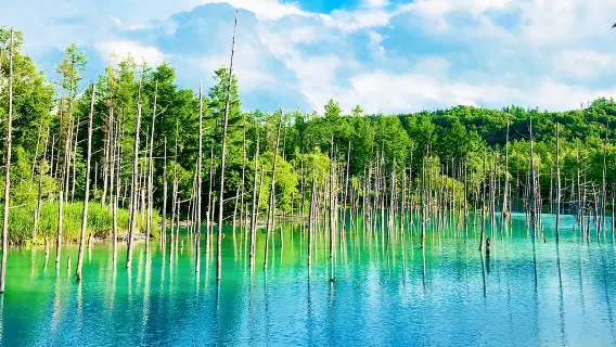 Excursión de un día a Hokkaido, el Zoológico de Asahiyama, el Estanque Azul de Biei y el Bosque de los Duendes en Japón