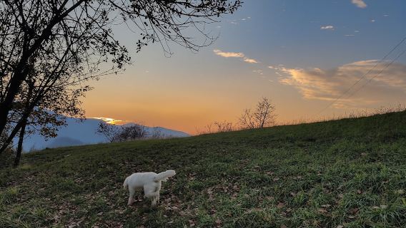 Truffle Hunting with Tasting in Gavi