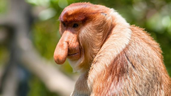 Sabah Nature Day Tour: Kawa Mangrove, Proboscis Monkeys & Fireflies One Day Tour