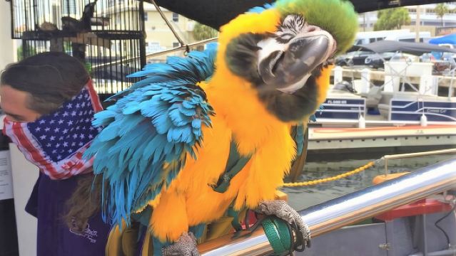 ท่องเรือโจรสลัดแบบอินเทอร์แอคทีฟ 1 ชั่วโมง (กรุณามาก่อนเวลา 30 นาที)