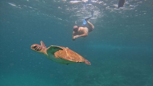 Private Snorkeling with turtles with BBQ food 1