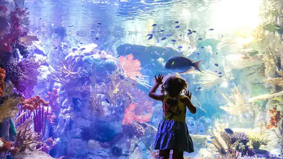 Go City: San Diego Essentials Pass [Includes 10+ Top Attractions | San Diego Zoo, Knott's Berry Farm & more]