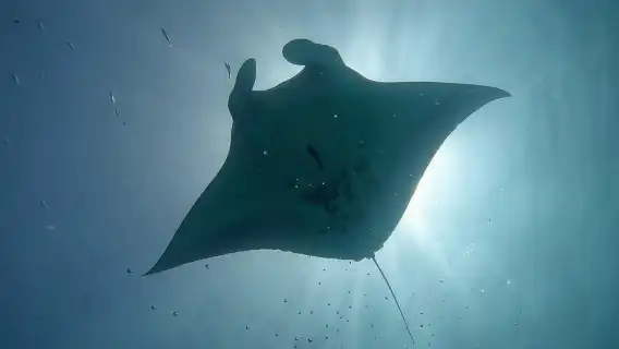 El Nido: Manta Ray Diving Experience in Sibaltan
