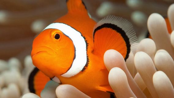 Cairns: Great Barrier Reef Full-Day Tour