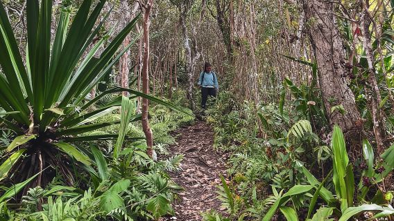 Chamarel : Randonnée en montagne au coucher du soleil
