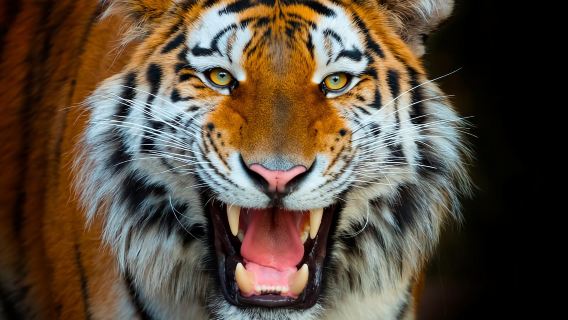 Benidorm: Terra Natura Theme Park 1-Day Tickets