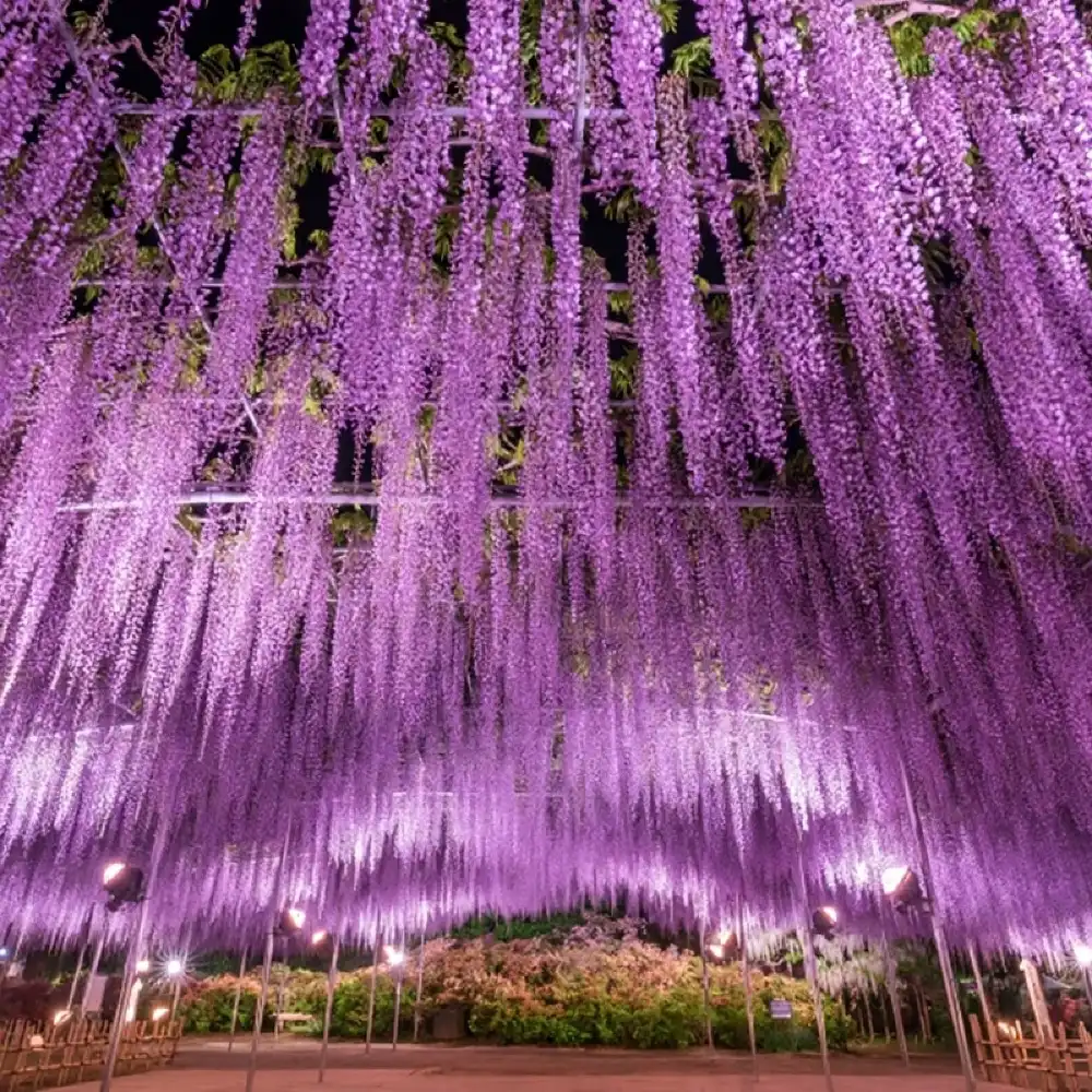 2026 Wisteria Story - Ashikaga Flower Park + Ibaraki Nemophila