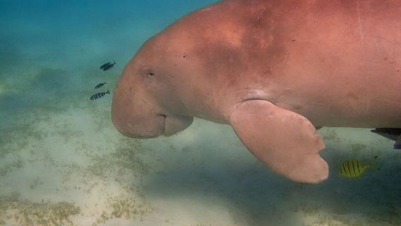 Miami: Snorkeling Adventure off a Secluded Island