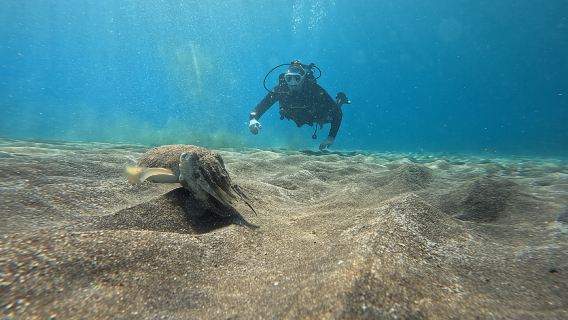 Tenerife south: Scuba Dive for beginners in Adeje
