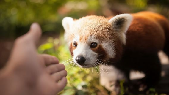 【近距離接觸萌寵】澳洲雪梨臥龍崗野生動物園+螢火蟲隧道一日遊