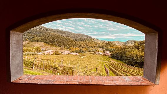 Lucca: Wine Tasting Experience - Tenuta Adamo Winery