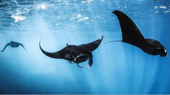 one-day tour to Komodo National Park, Indonesia