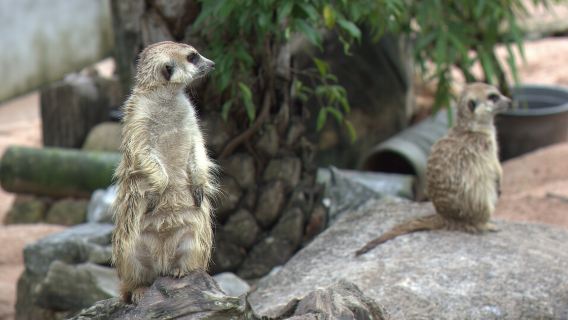 excursión de un día al Parque de Vida Silvestre de Green Mountain