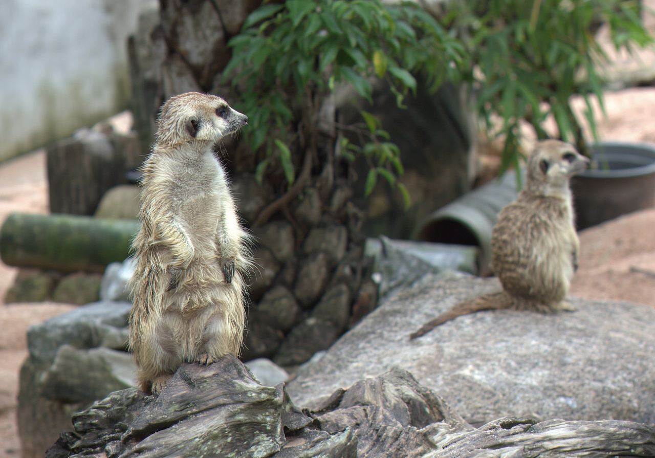 Tagesausflug zum Grünen Berg Wildtierpark