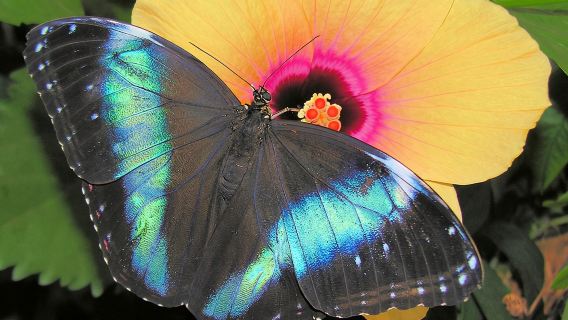 Schmetterlinghaus - Imperial Butterfly House Vienna Admission Ticket 