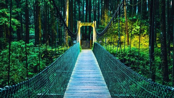 Excursión de un día a Alishan desde Taichung (incluye entrada al parque)