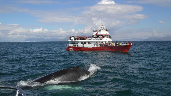 ReykjavikTours