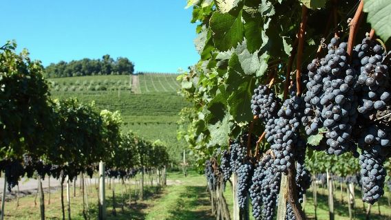 Private Tour in Vale dos Vinhedos in Bento Gonçalves RS