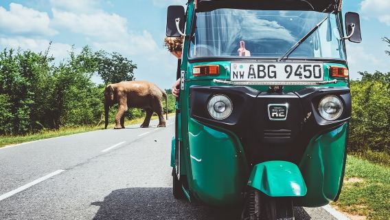 Sigiriya and Dambulla Private Day Tour by Tuk-Tuk or Car