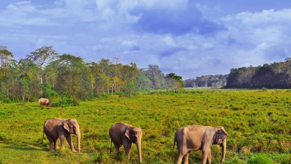 Chitwan: One day Jeep Safari, Canoeing, Forest walk