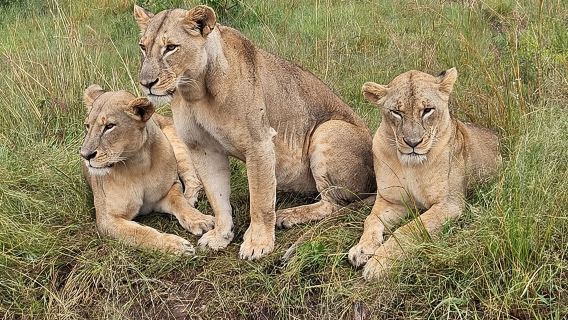 Nairobi National Park SunRise or SunSet Game Drive -Free Fick Up