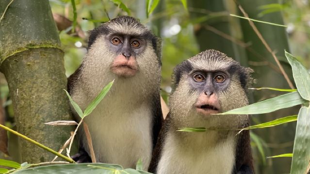 Explorer's Choice: Grenada Private Half Day Island Tour 