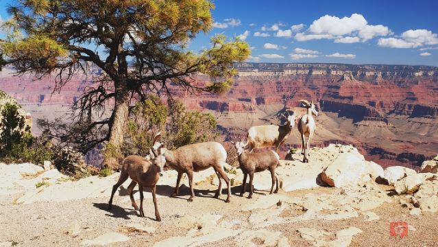 ทัวร์ขับรถพร้อมเสียงบรรยายด้วยตนเองที่ขอบแกรนด์แคนยอนด้านใต้