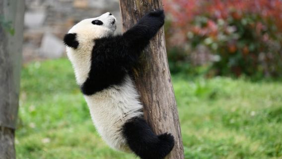 Chengdu: Panda-Basis und/oder Leshan Großer Buddha Tour