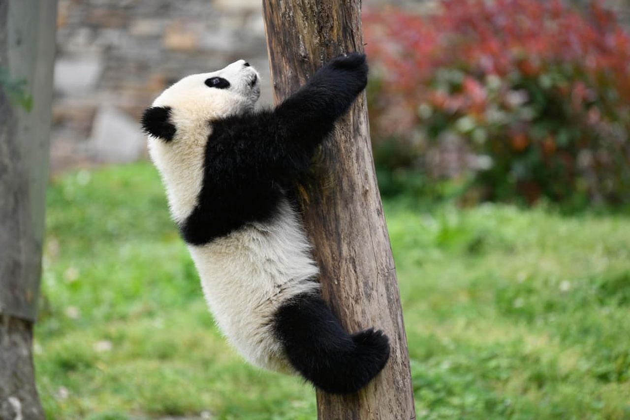 Chengdu: Panda Base Half-day Tour or Panda & Buddha Day Tour
