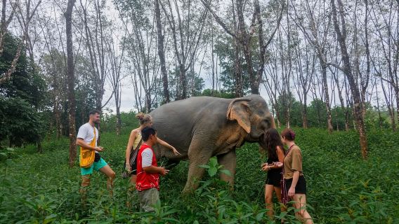 From Phuket: Khao Lak Elephant Sanctuary Full-Day Tour