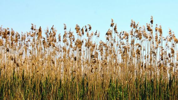 Desde Virpazar: Visita Karuč, la perla escondida del lago Skadar
