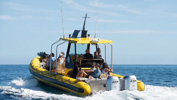 Oahu: Tur Kehidupan Laut Pantai Utara dari Haleiwa