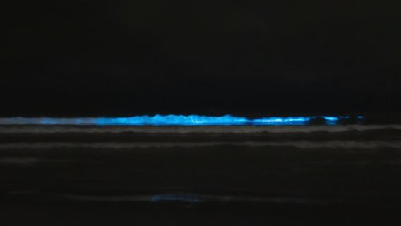 Pantai Koko/Pulau Merritt:Pelancongan kayak bioluminescent
