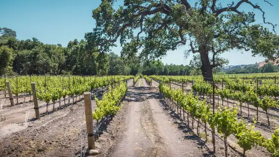 Los Angeles: Wine Tour at Fess Parker Winery by Helicopter