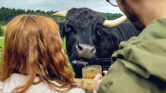 Hairy Coos & Highland Views: A Short Escape from Edinburgh